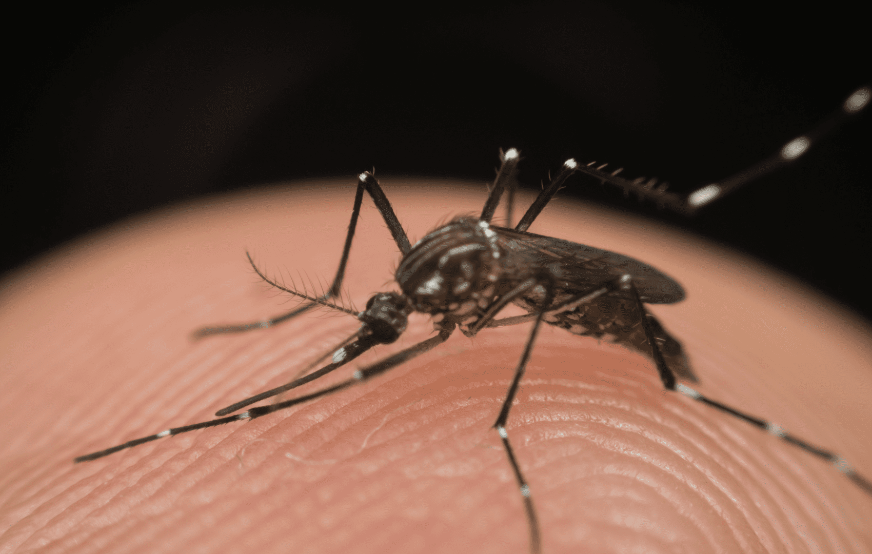 aedes aegypti Perspectivas no Combate à Dengue em 2025 vacina da dengue