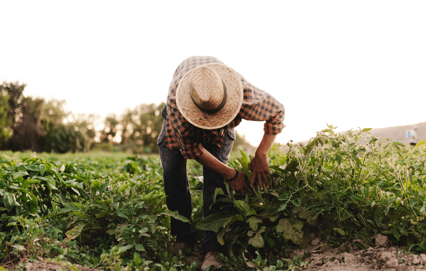 Paracoccidioidomicose, tuberculose do campo