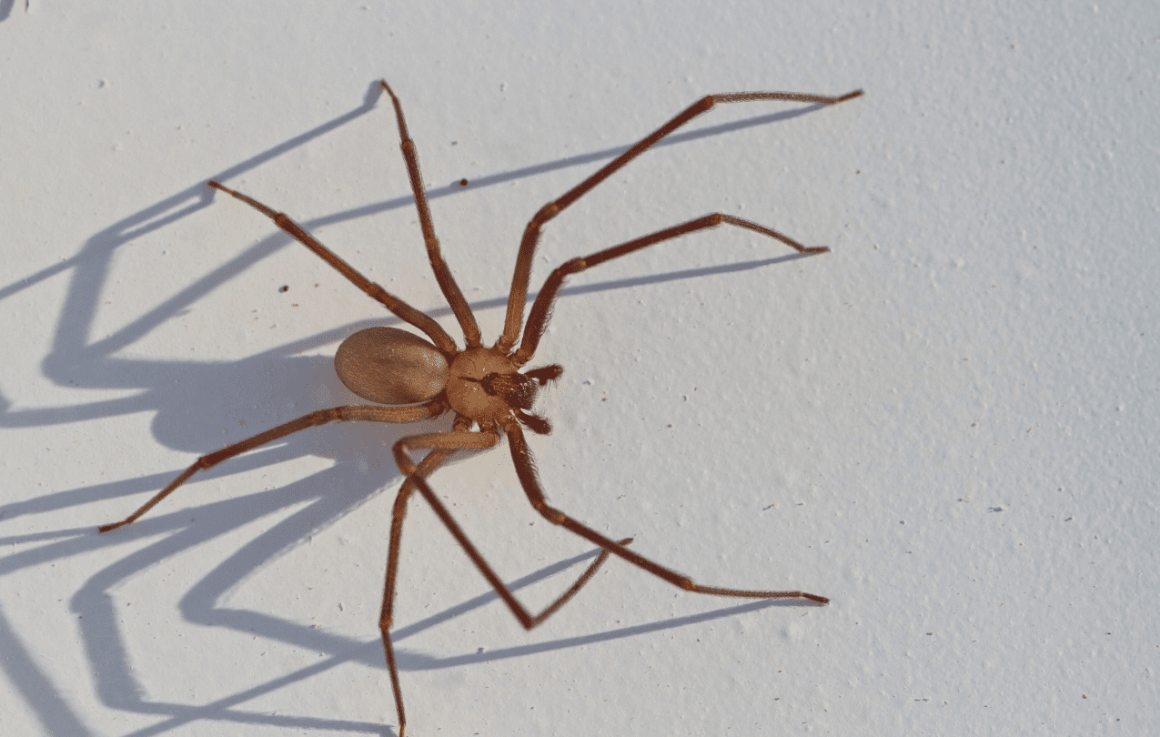 veneno de aranha marrom