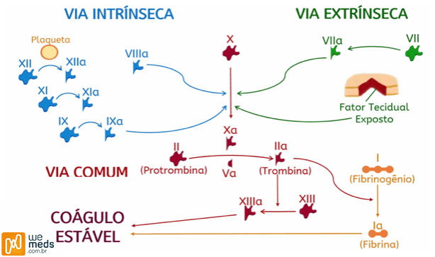 cascata de coagulação