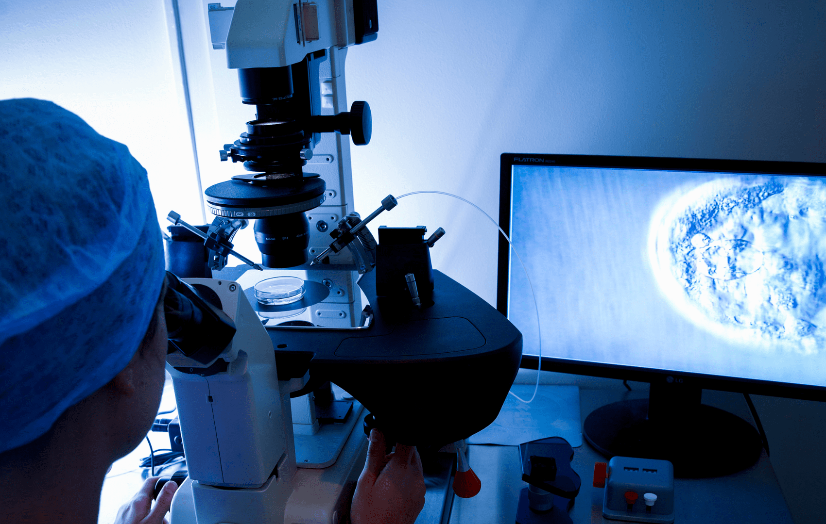 estudo com embrião humano