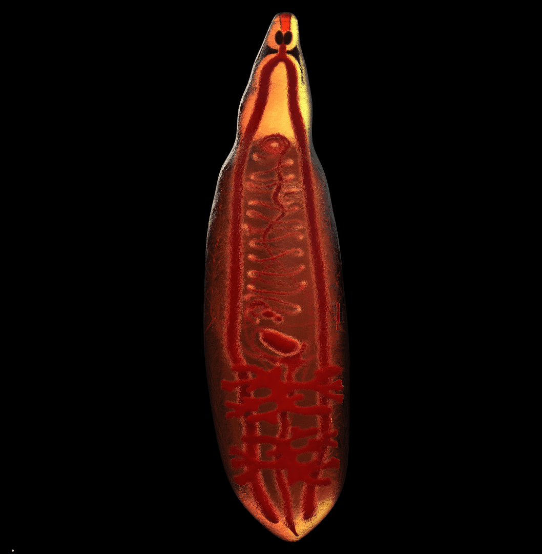 Fasciola hepatica triclabendazol