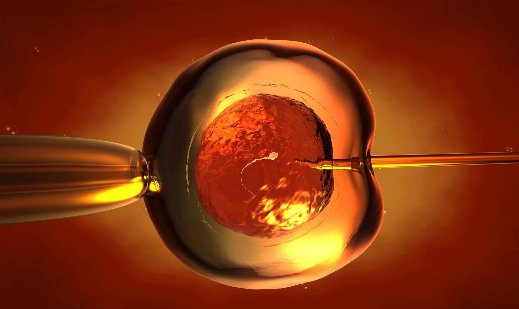 fertilização in vitro Transferir embriões frescos ou congelados