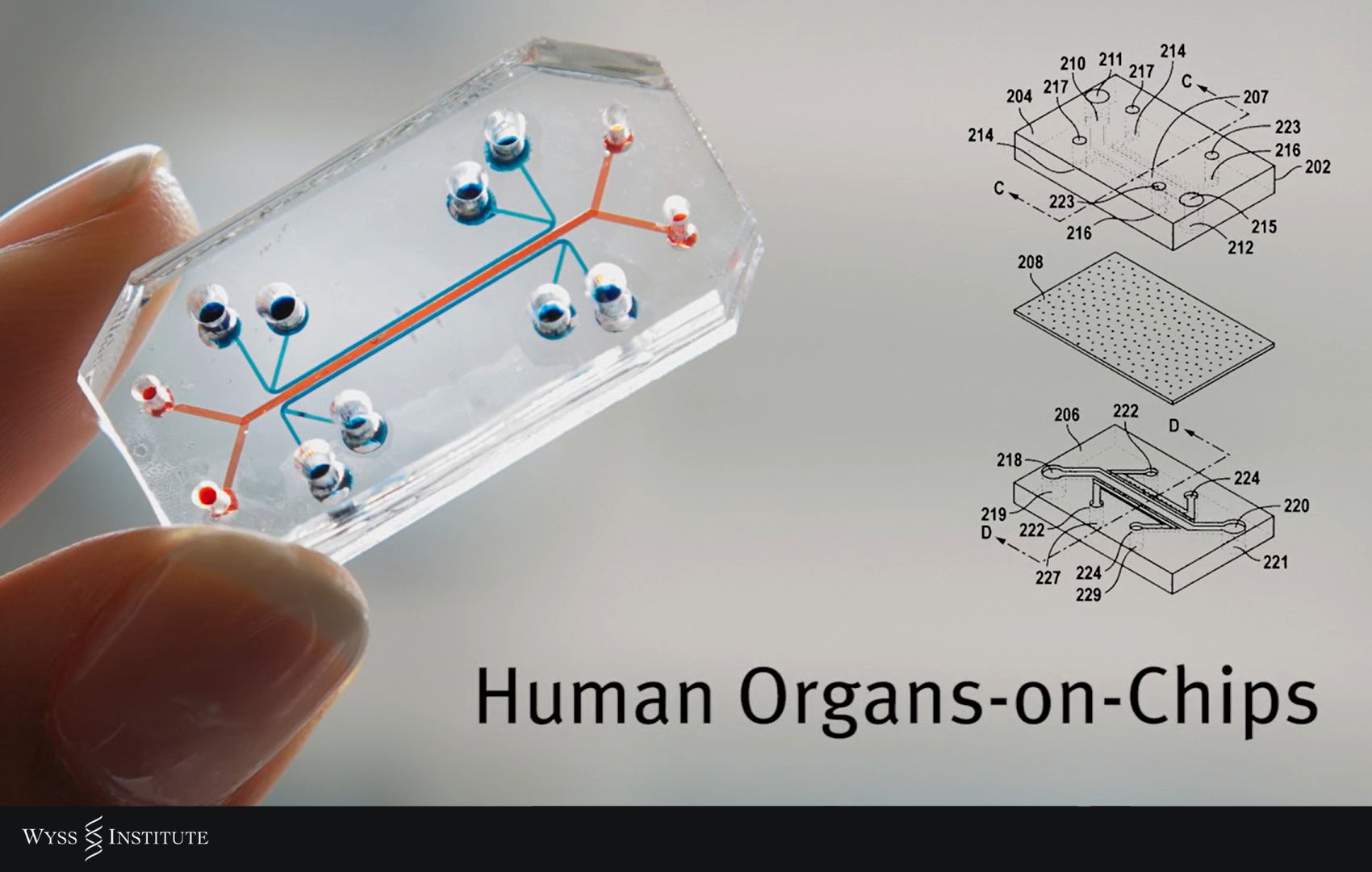 organ on a chip