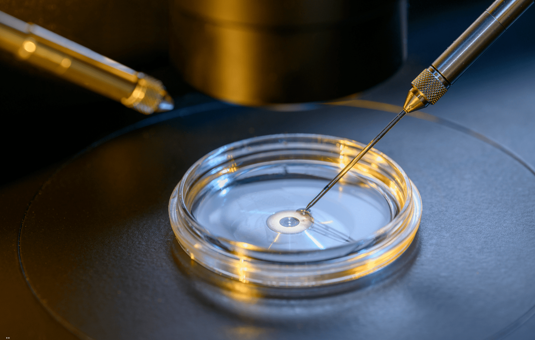 gametogenese in vitro Transferir embriões frescos ou congelados