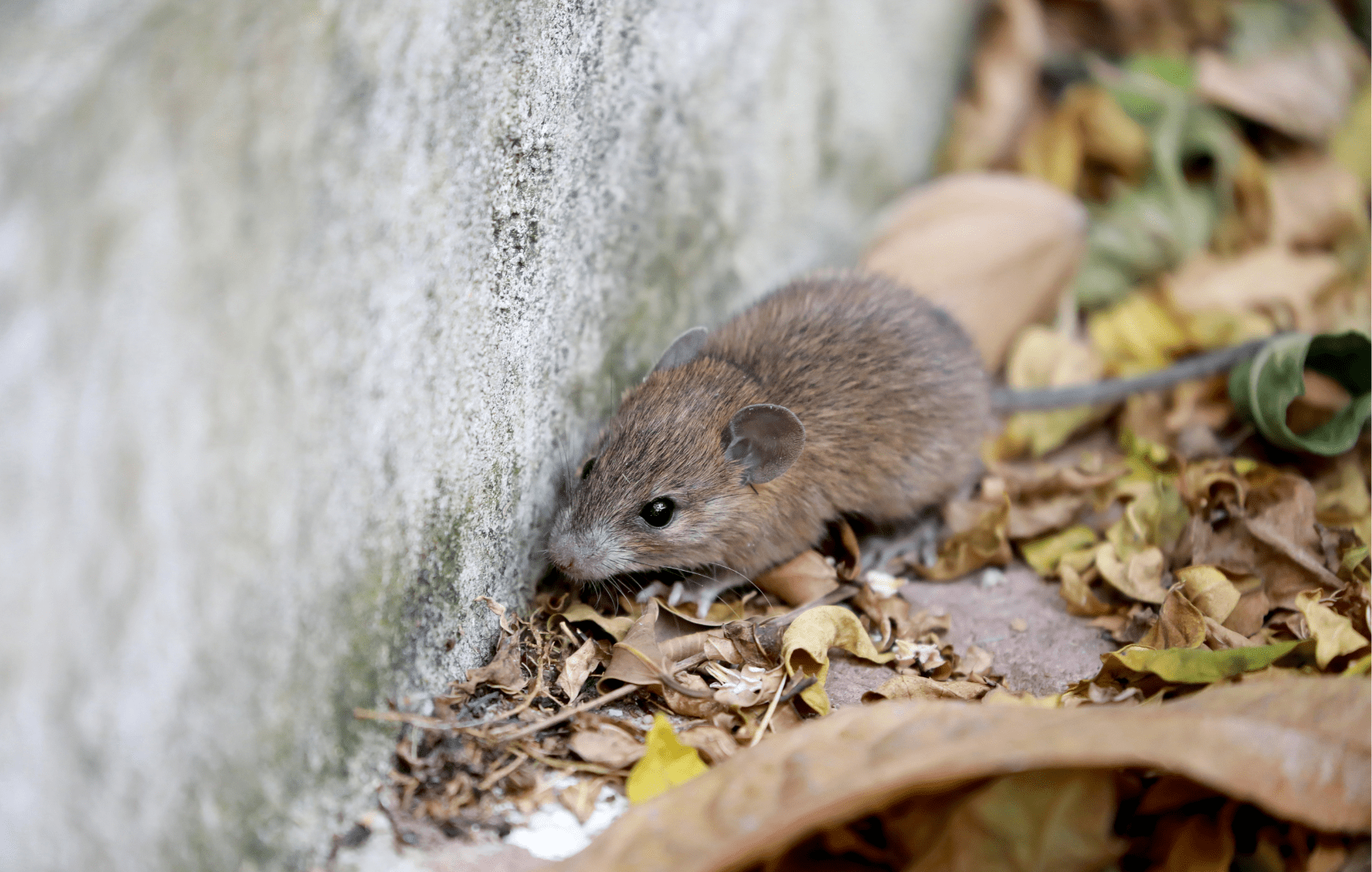 leptospirose rtansmissão por rato arenavírus