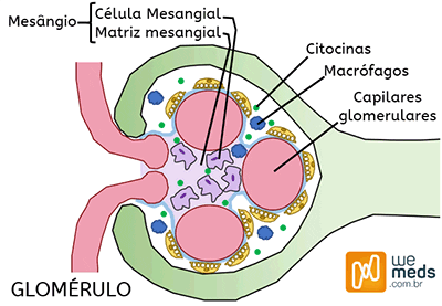 tratamento da nefropatia por IgA