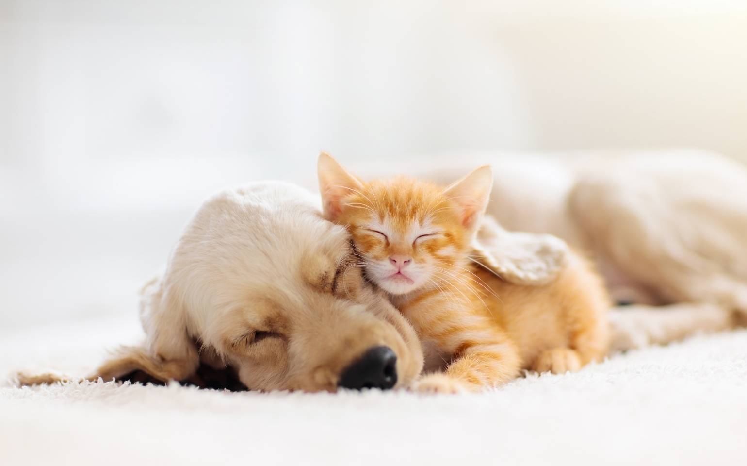 sono ritmo circadiano saude mental