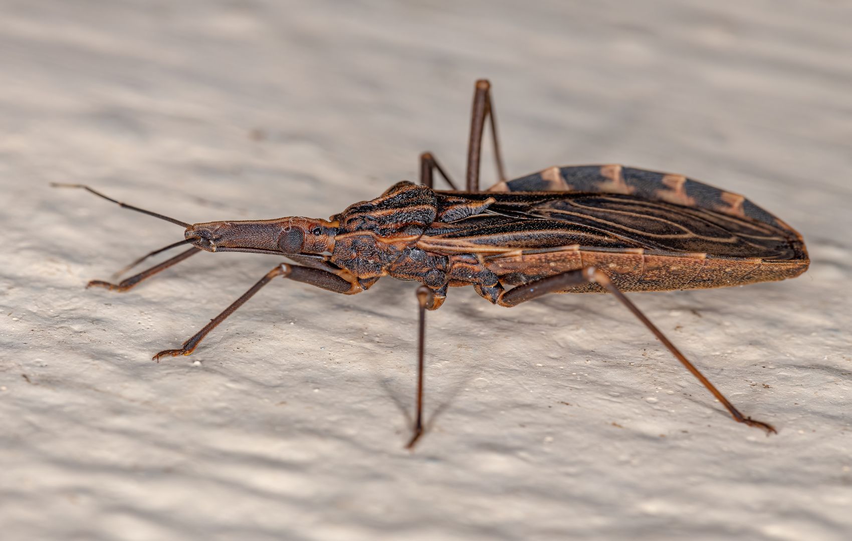 doença de chagas cardiomiopatia chagásica