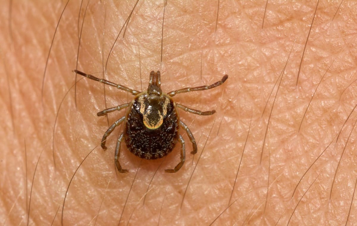 Febre Maculosa: 53 casos são confirmados no Brasil esse ano. Saiba mais sobre a doença.