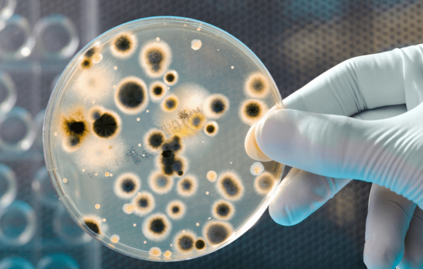 resistência antimicrobiana