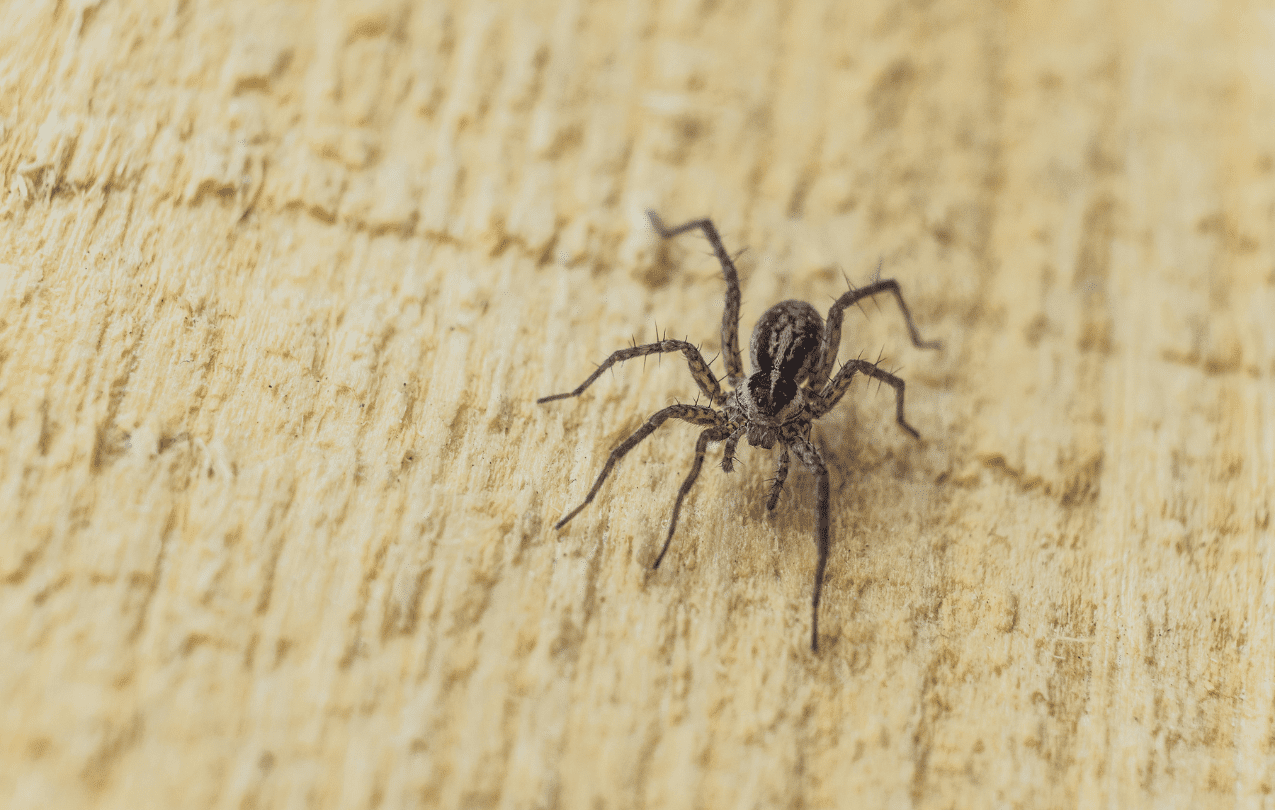 Toxinas do Veneno de Aranha Marrom: arma para o desenvolvimento de novas terapias em saúde