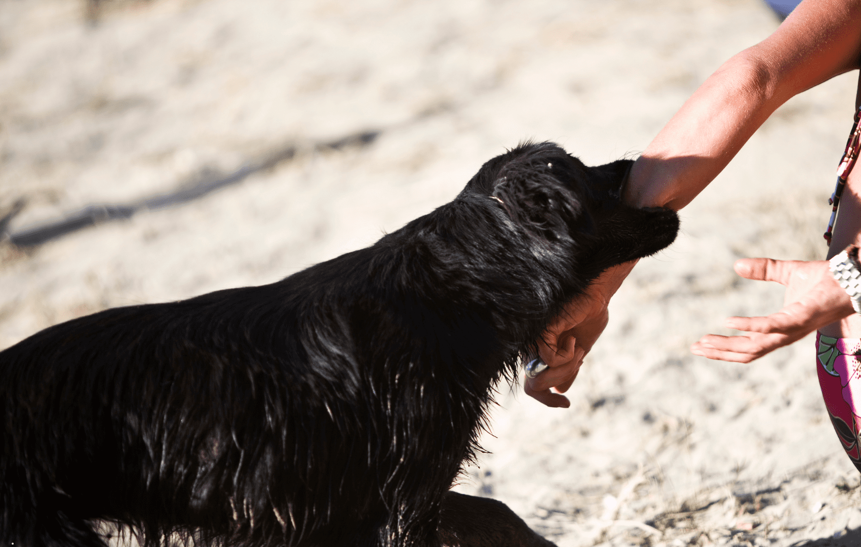 Caso de Raiva Humana no Tocantins – revise as principais informações sobre a doença