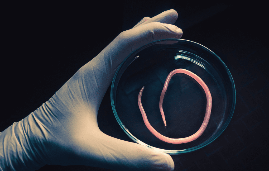 Esparganose: sinais e sintomas, diagnóstico e tratamento