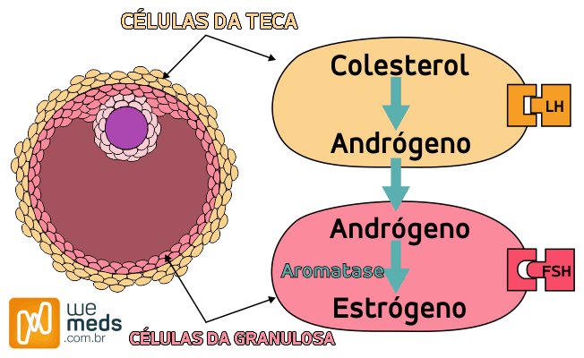 teoria das duas células