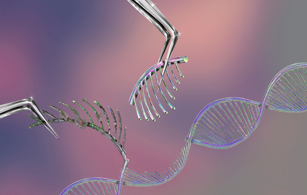Transplante de ilhotas